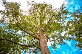 Best Arborist Consultation Services  in Imlay City, MI