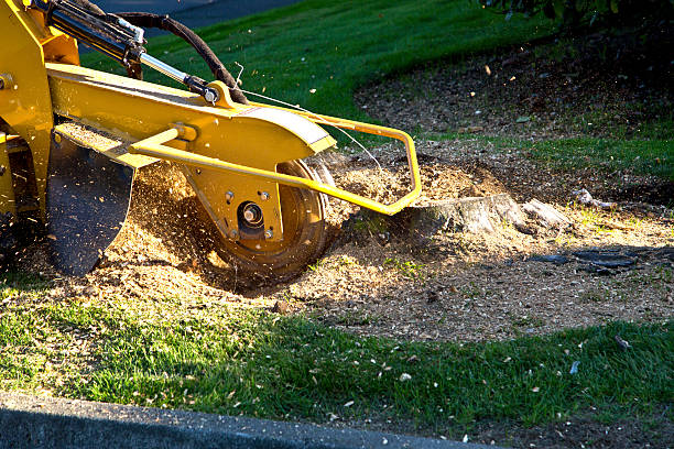 Why Choose Our Tree Removal Services in Imlay City, MI?